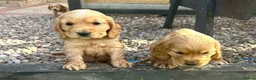 Cocker Spaniel dogs for sale: show type cocker spaniel puppy’s  - Advert 1