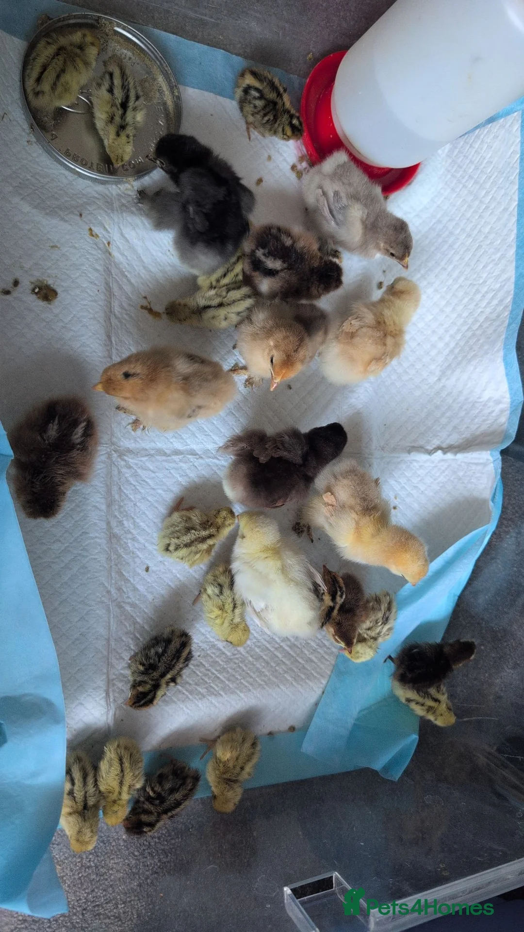 Chickens poultry for sale: Pekins, Quails, Eggs - Contact for availability  - Advert 2