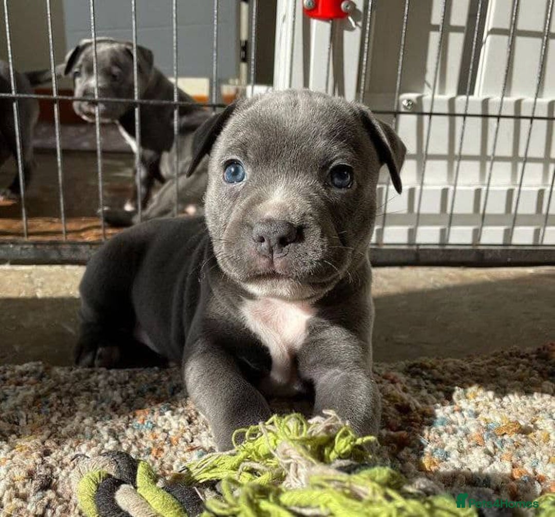 Staffordshire Bull Terrier dogs for sale: Staffordshire bullterrie puppies  - Image 7