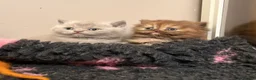 British Shorthair cats for sale: British Shorthair Kittens - Advert 9