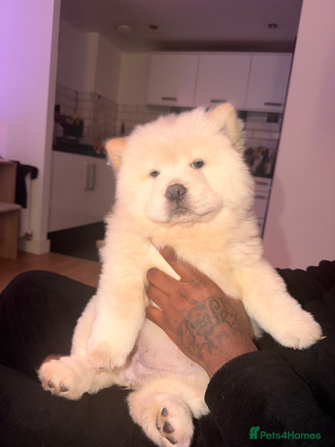 Chow Chow dogs for sale: Cream chow chow puppy KC registered - Advert 2
