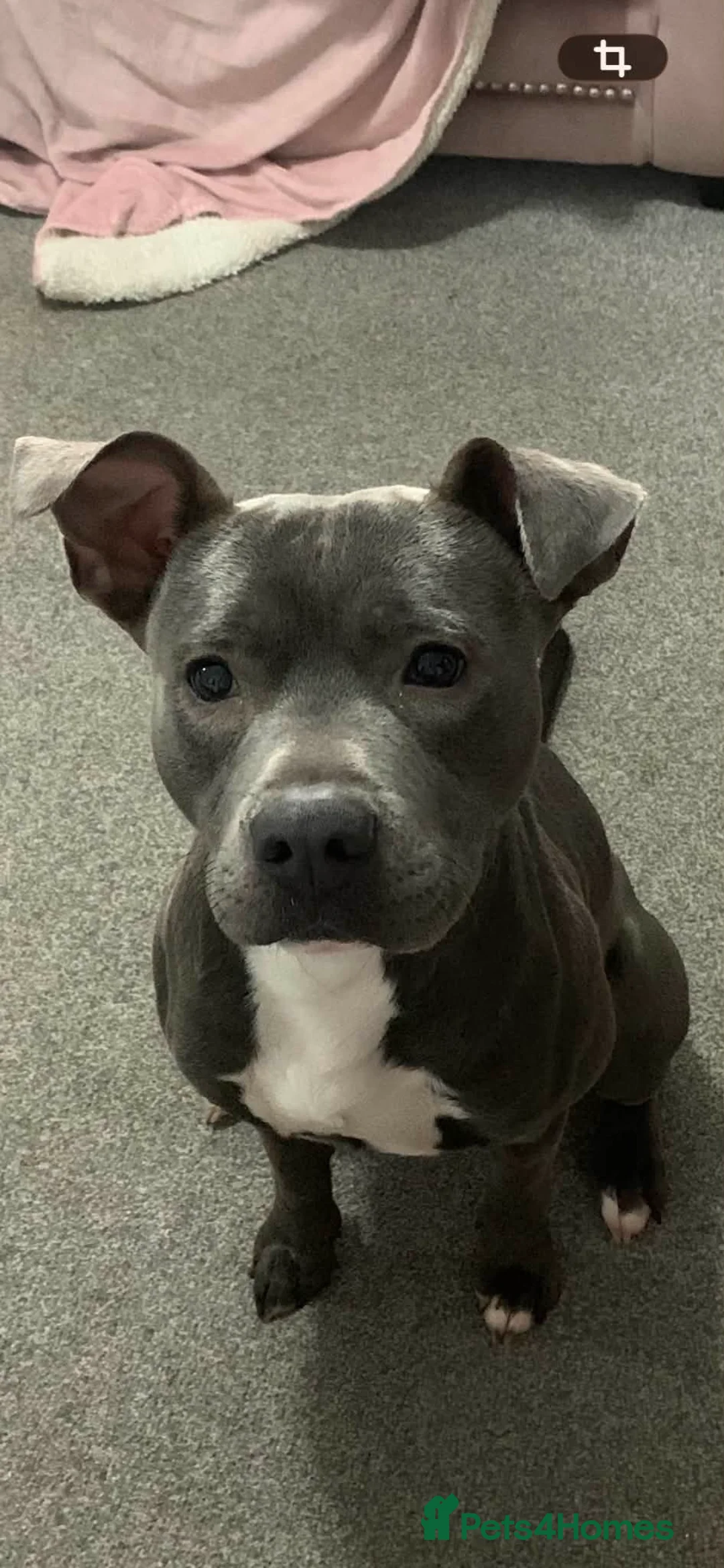 Mixed Breed dogs for sale: Blue staffy cross - Advert 6