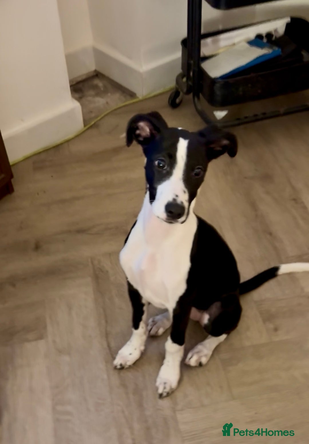 Mixed Breed dogs for sale: Beautiful cross whippet  - Advert 1