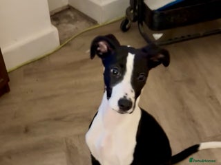 Mixed Breed dogs Beautiful cross whippet - Advert 1