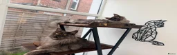 Maine Coon cats for sale: 3 stunning TICA Boys - Advert 10