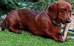Miniature Dachshund dogs for sale: 10 month old girl - Image 1