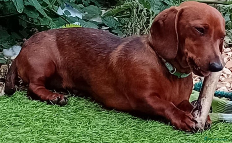 Miniature Dachshund dogs - Advert 12