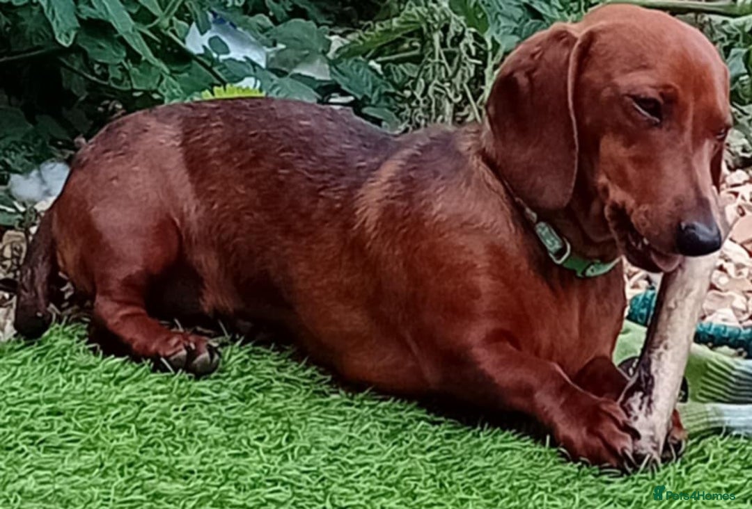 Miniature Dachshund dogs for sale: 10 month old girl - Image 1
