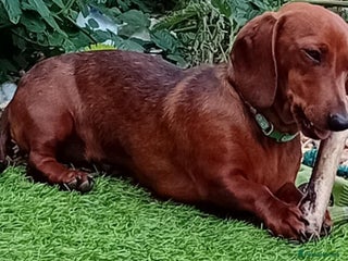 Miniature Dachshund dogs - Advert 33