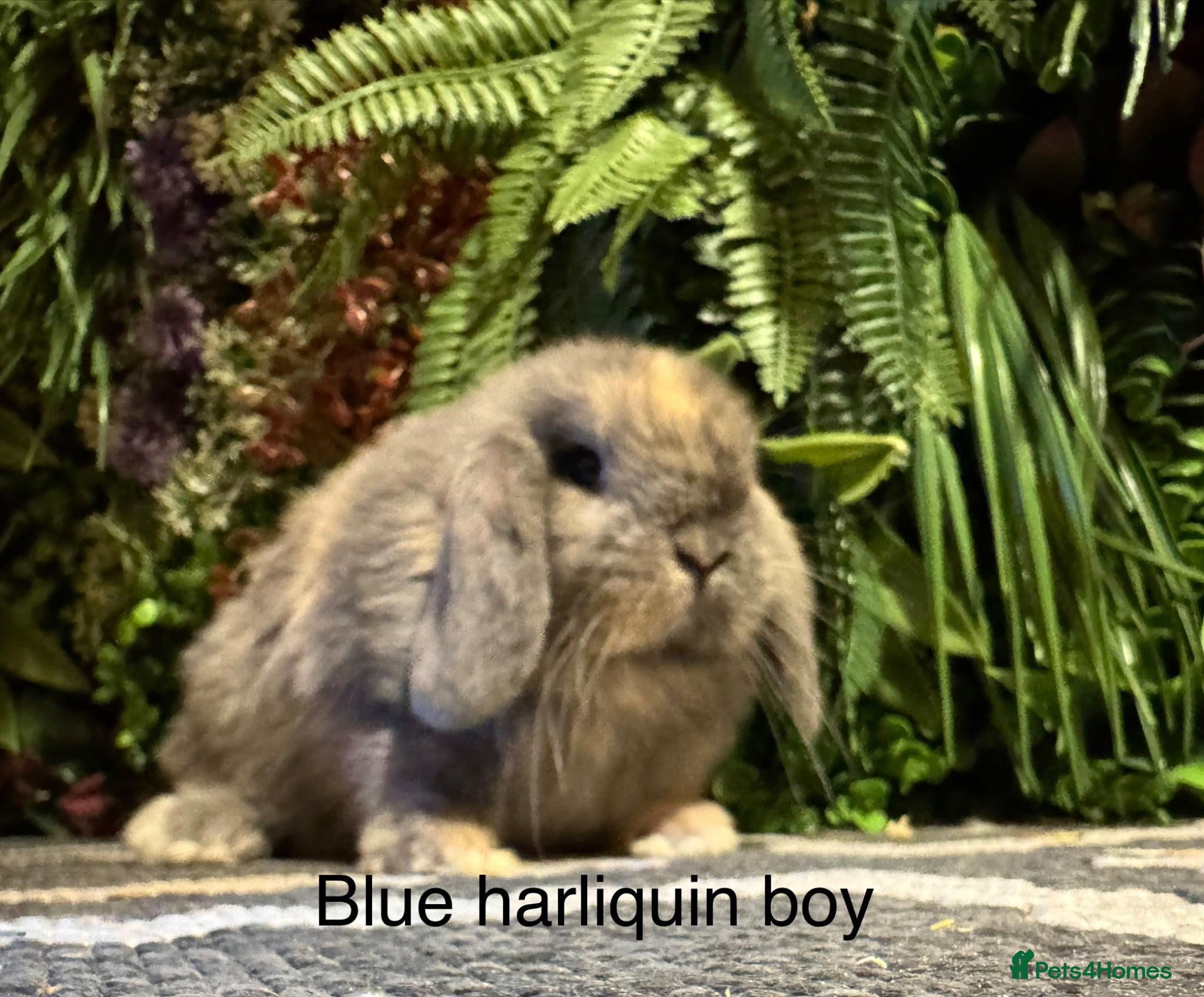 Mini Lop rabbits ⭐️pure bred mini lops ready to reserve⭐️ - Advert 2