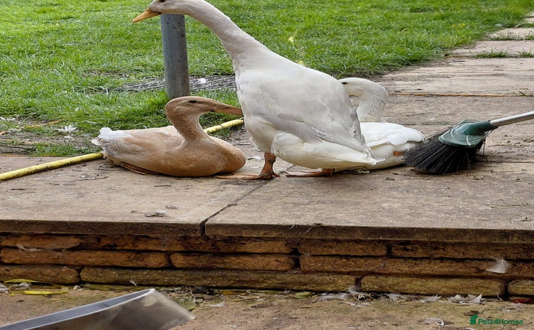 Ducks poultry - Advert 2