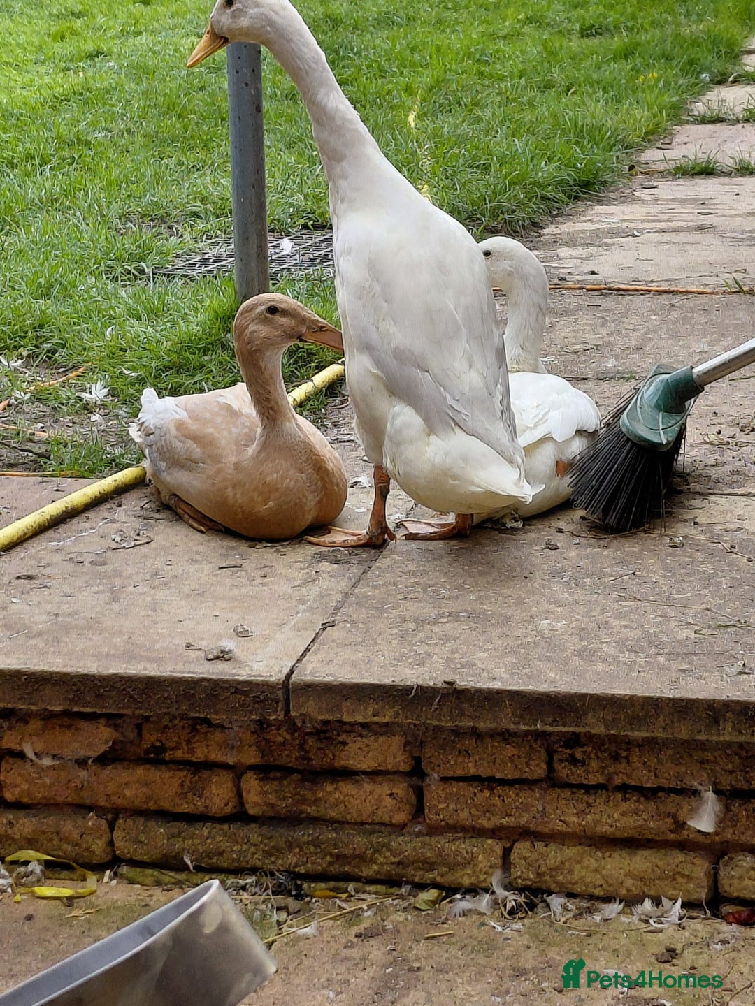 Ducks poultry for sale: Indian Runner Ducks - Image 1