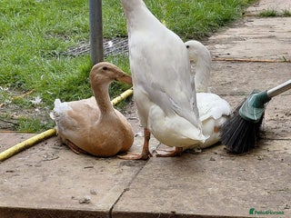 Ducks poultry - Advert 3