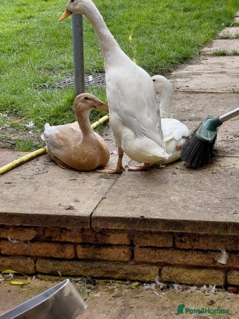 Ducks poultry - Advert 9