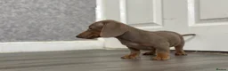 Miniature Dachshund dogs for sale: 💙Carry fluffy Isabella Mini Dachshund Puppies🐶❤️ - Advert 17