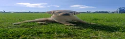 Labrador Retriever dogs for sale: Stunning KC Labrador Puppies⭐READY NOW⭐ - Advert 7