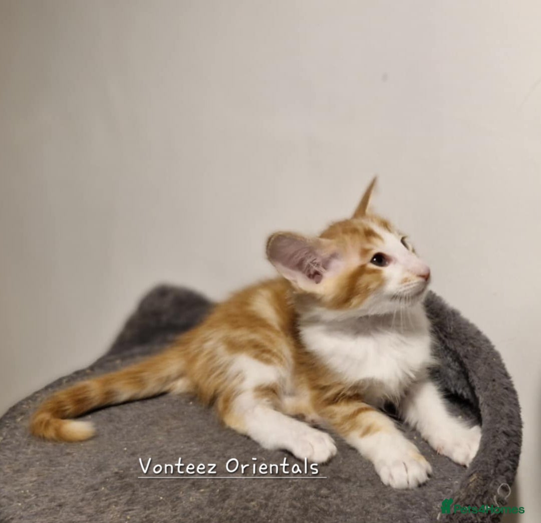 Balinese cats for sale: Stunning longhair Red and White bicolour boy - Advert 4