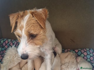 Parson Russell dogs Quality Pedigree Parson Russell Bitch Puppy - Advert 4