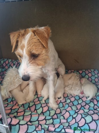 Parson Russell dogs Quality Pedigree Parson Russell Bitch Puppy - Advert 3