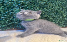 British Shorthair cats for sale: 💕British Shorthair Blue Kittens💕 - Image 4