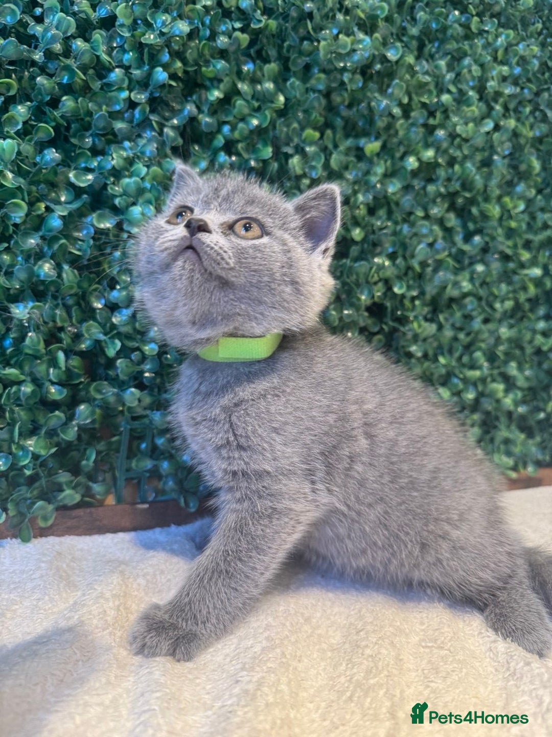 British Shorthair cats for sale: 💕British Shorthair Blue Kittens💕 - Image 4
