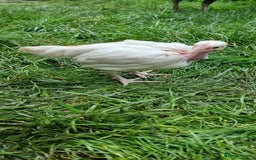 Chickens poultry for sale: Transylvanian Naked Neck Chicks - Image 29
