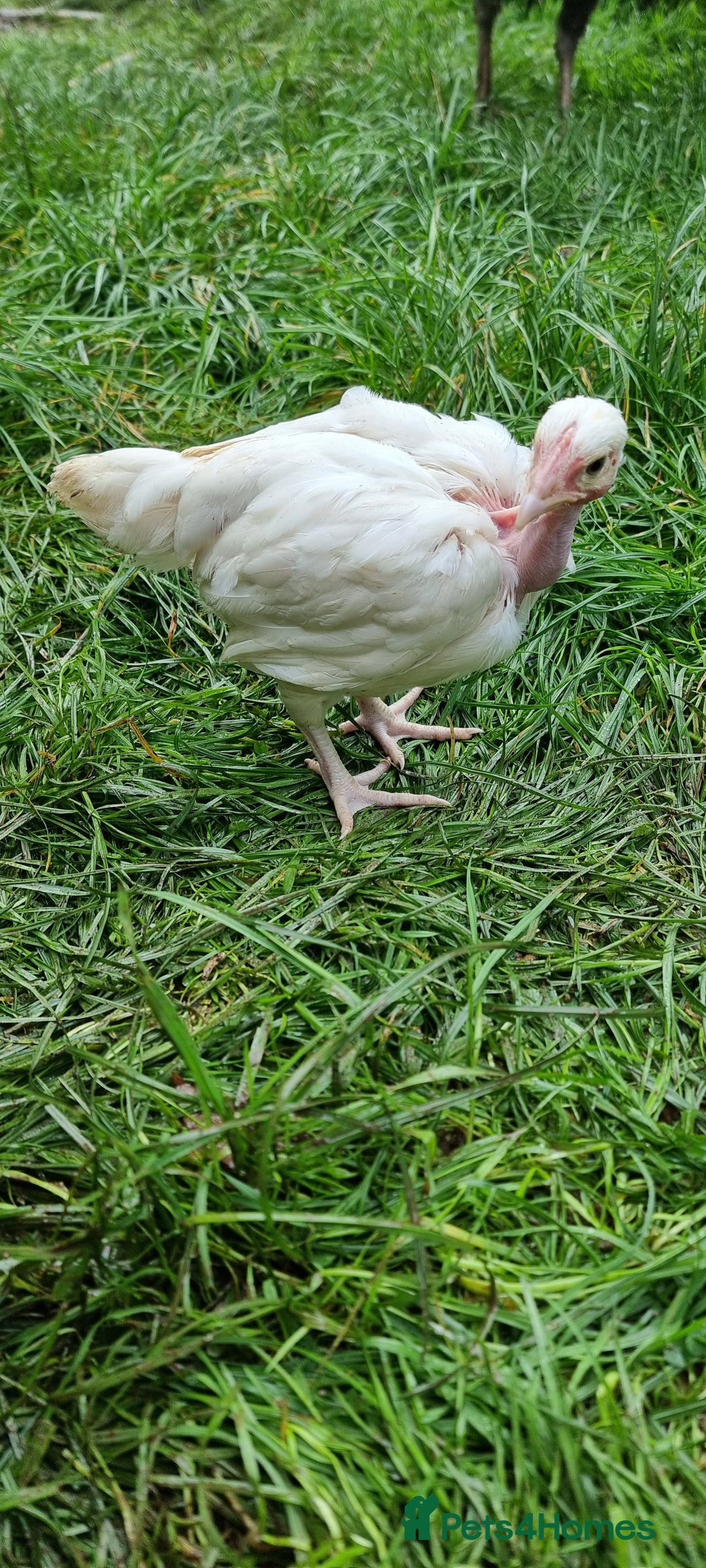 Chickens poultry for sale: Transylvanian Naked Neck Chicks - Image 29