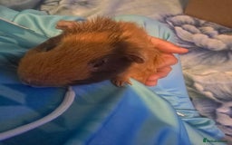Guinea Pig rodents for sale: guinea pig - Image 9