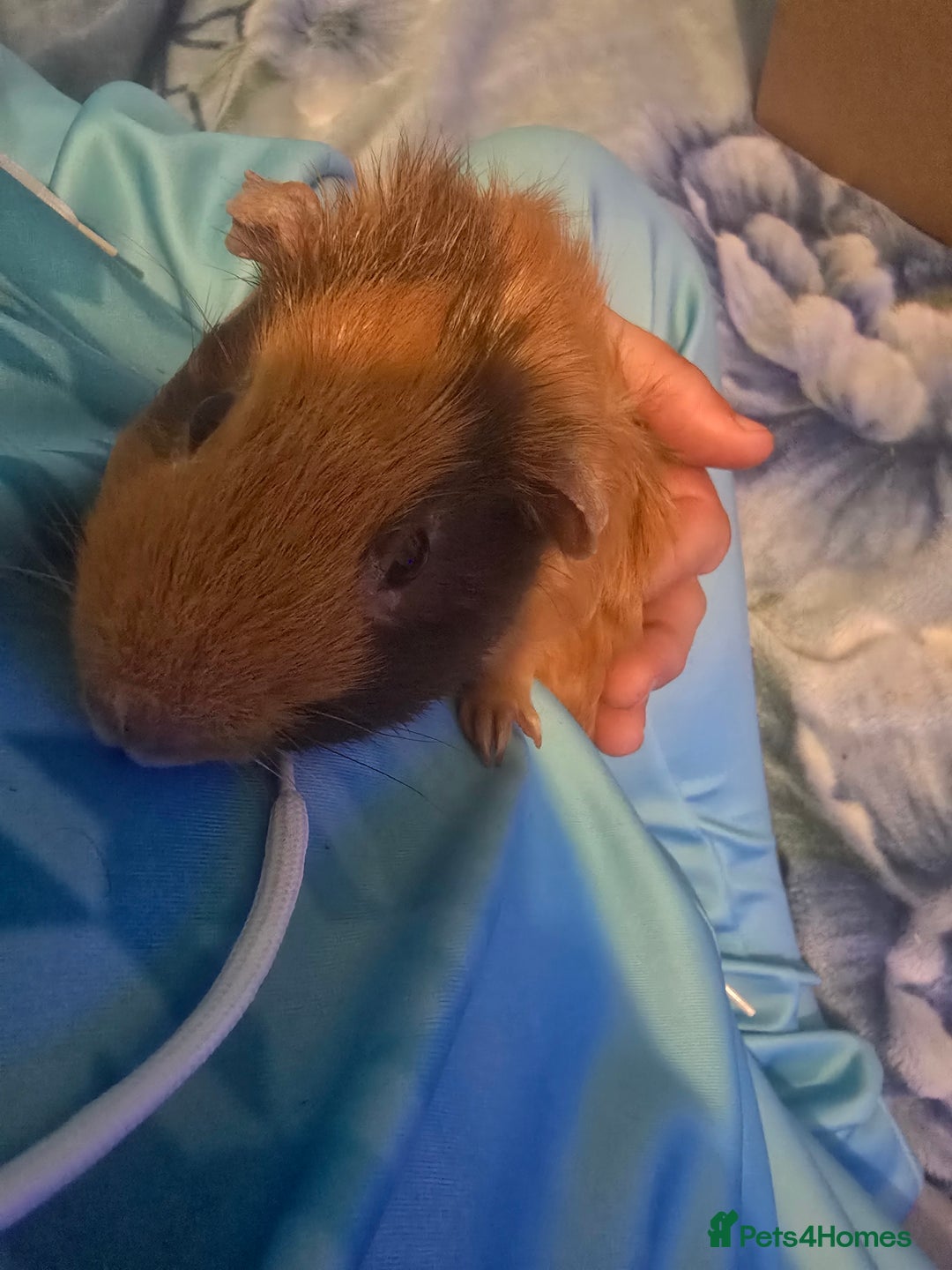 Guinea Pig rodents for sale: guinea pig - Image 9