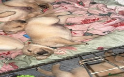 Goldador dogs for sale: Beautiful goldador puppies  - Image 12