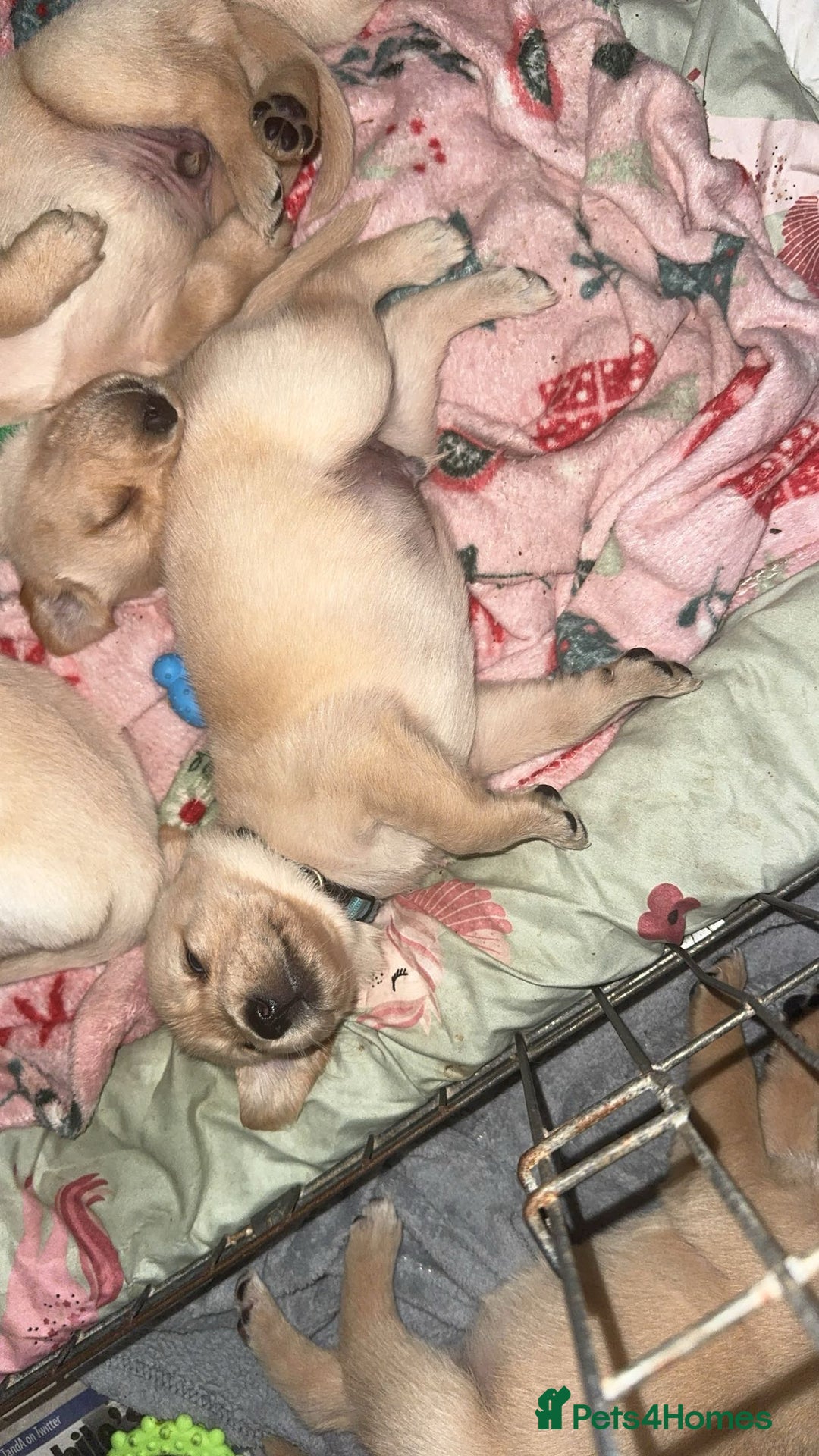 Goldador dogs for sale: Beautiful goldador puppies  - Image 12