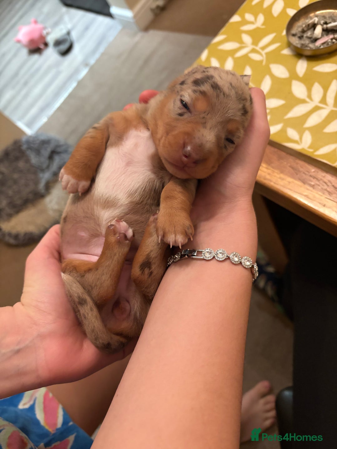 Dachshund dogs for sale: miniature dachshund  - Advert 4