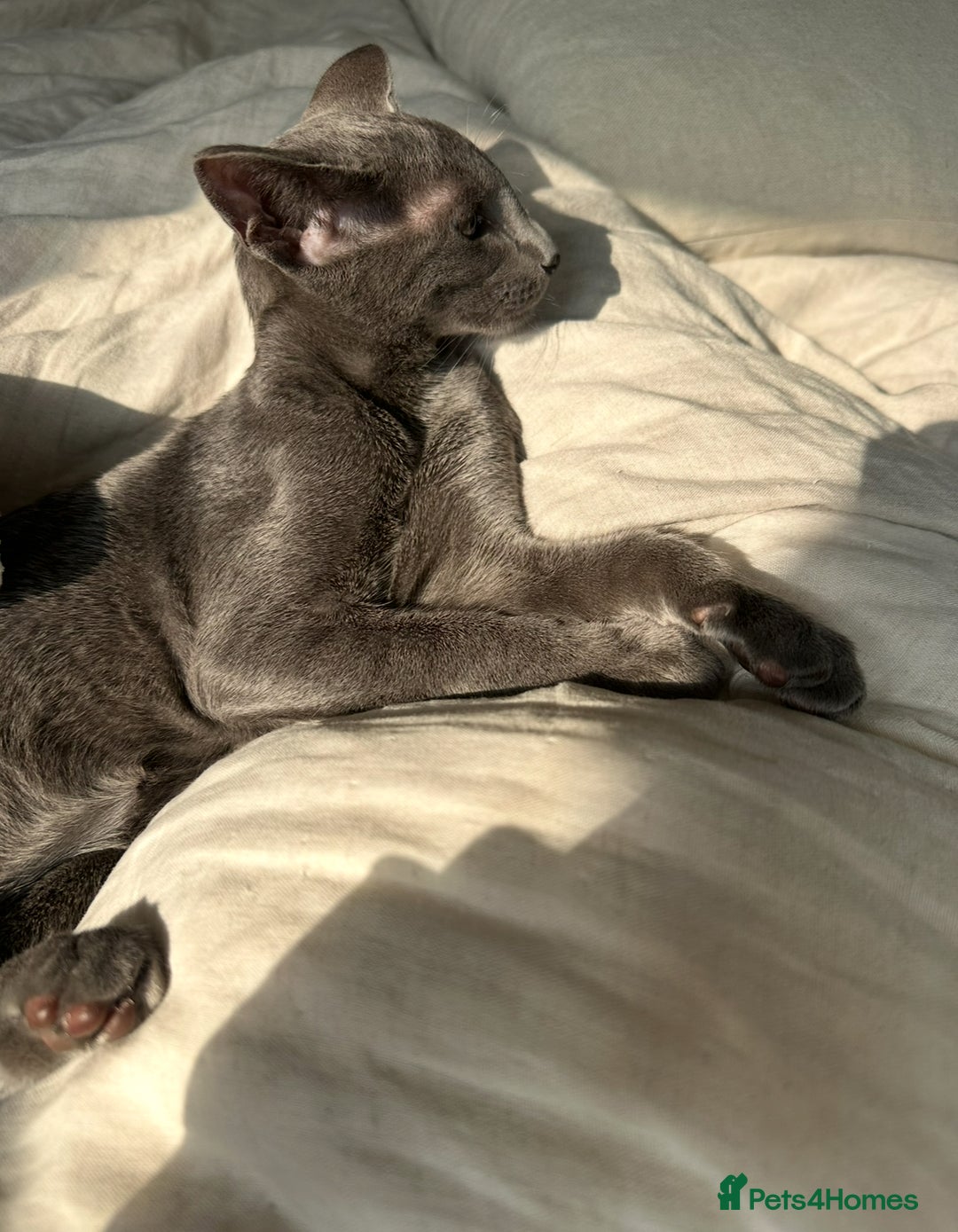 Oriental cats for sale: Beautiful Oriental Blue Boy 11mths old  - Advert 2