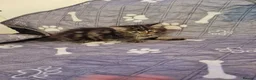 Mixed Breed cats for sale: Gorgeous kittens 2 long hair and 1 short  - Advert 3