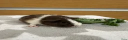 Guinea Pig rodents for sale: 1 female teddy guineapigs AVAILABLE  - Advert 3