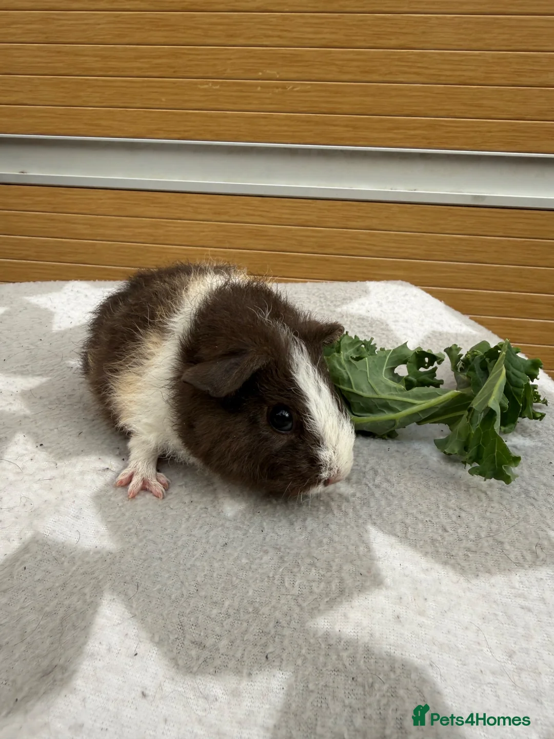 Guinea Pig rodents for sale: 1 female teddy guineapigs AVAILABLE  - Advert 3