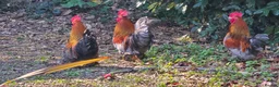 Chickens poultry for sale: Bantam Roosters x3 in Droitwich - Advert 2