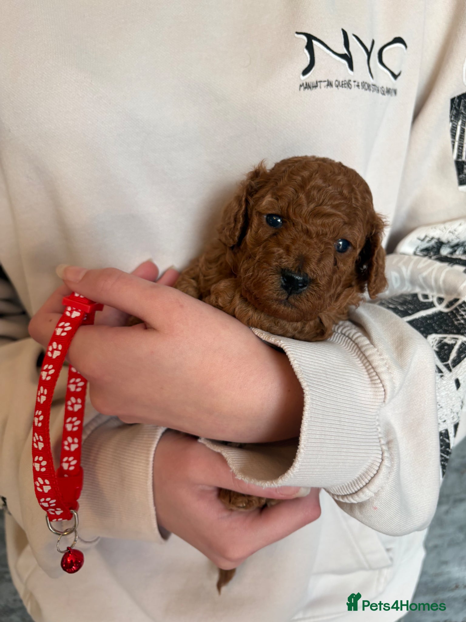 Cockapoo dogs Beautiful Cockapoo puppies, both parents DNAtested - Advert 11