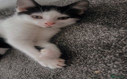 Mixed Breed cats for sale: Kittens for sale - Image 4
