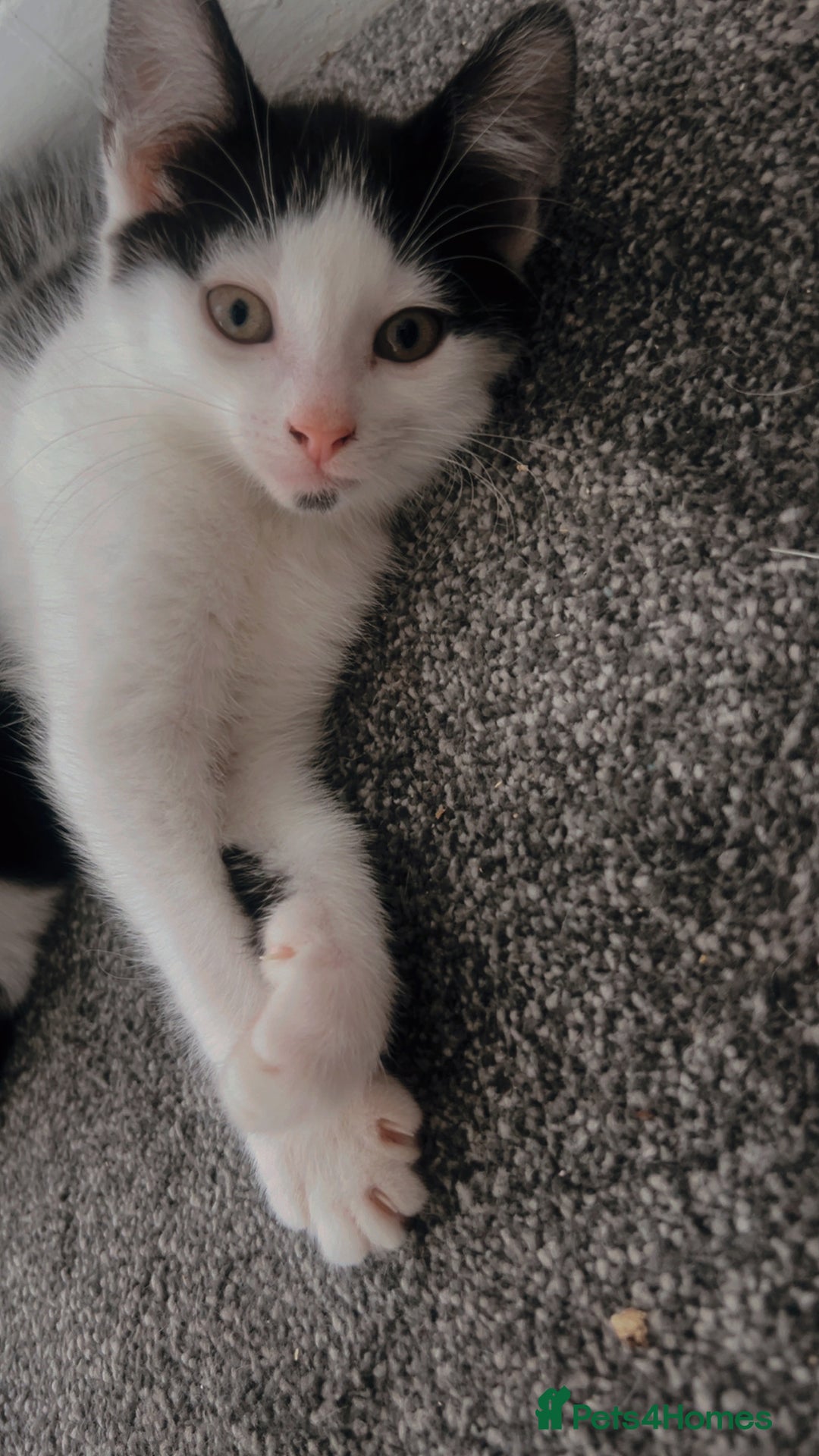 Mixed Breed cats for sale: Kittens for sale - Image 4