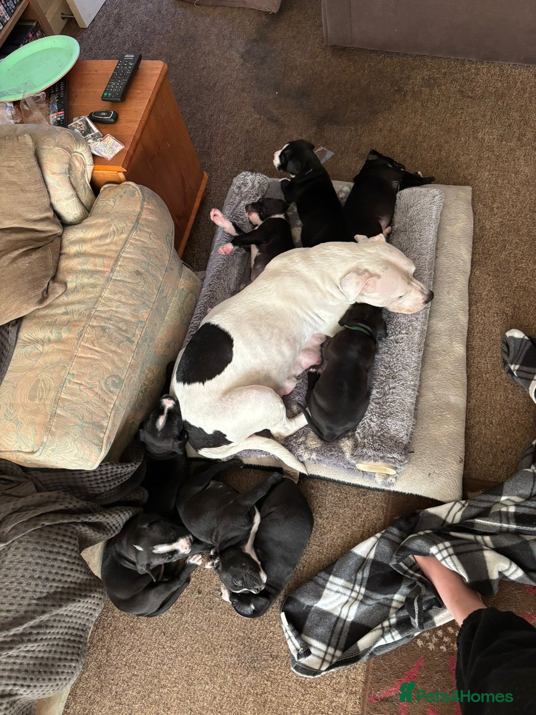 Mixed Breed dogs for sale: Litter of 7 beautiful puppies - Image 4