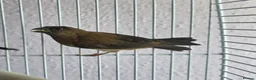 Mixed Breed birds for sale: Kakarikis, Cockatiel and bengalize finches  - Advert 18