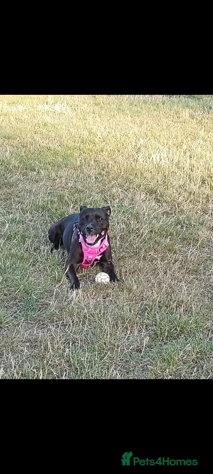 Staffordshire Bull Terrier dogs Female staffy, age 4 - Advert 5