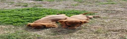 Cavalier King Charles Spaniel dogs for sale: 🐾 Beautiful Cockalier Puppies 🐾 - Advert 9