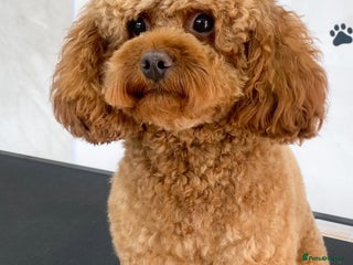 Cavapoo dogs TOY RED CAVAPOO - Advert 1