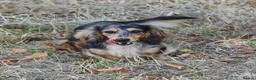 Miniature Dachshund dogs for stud: Miniature dachshund stud  - Advert 8