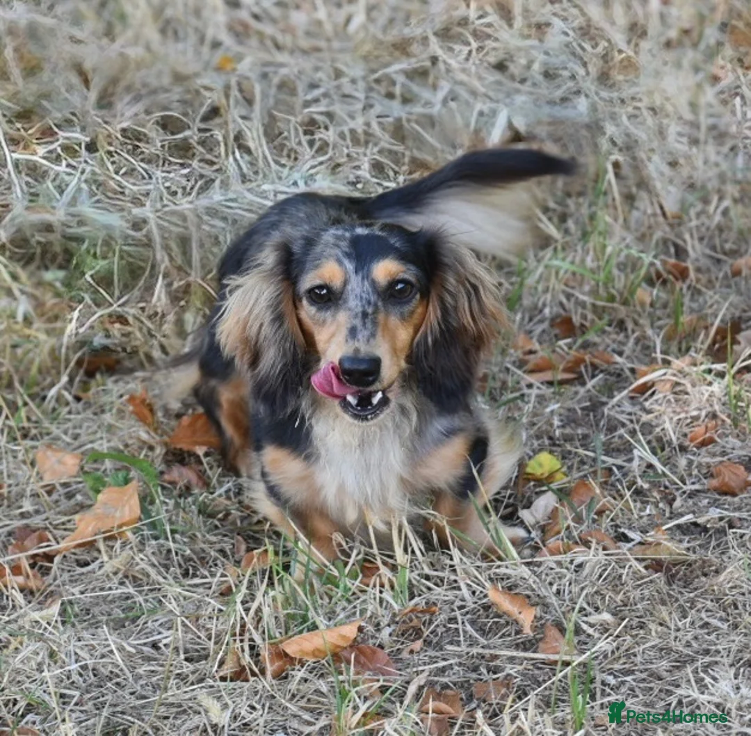 Miniature Dachshund dogs for stud: Miniature dachshund stud  - Advert 8
