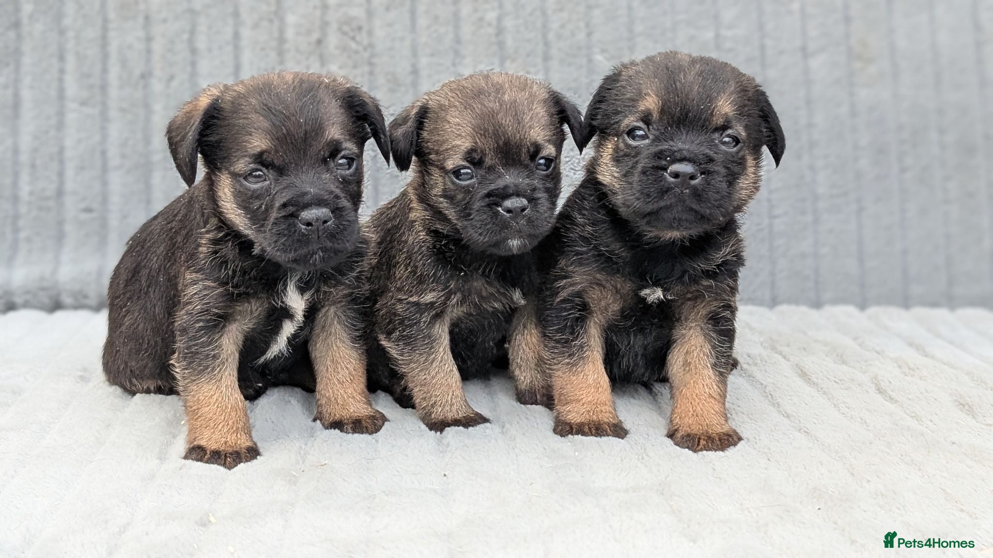 Border Terrier dogs Beautiful Border Terrier Pups (KC Reg) - Advert 2