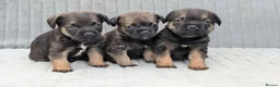 Border Terrier dogs for sale: Beautiful Border Terrier Pups (KC Reg) - Advert 2
