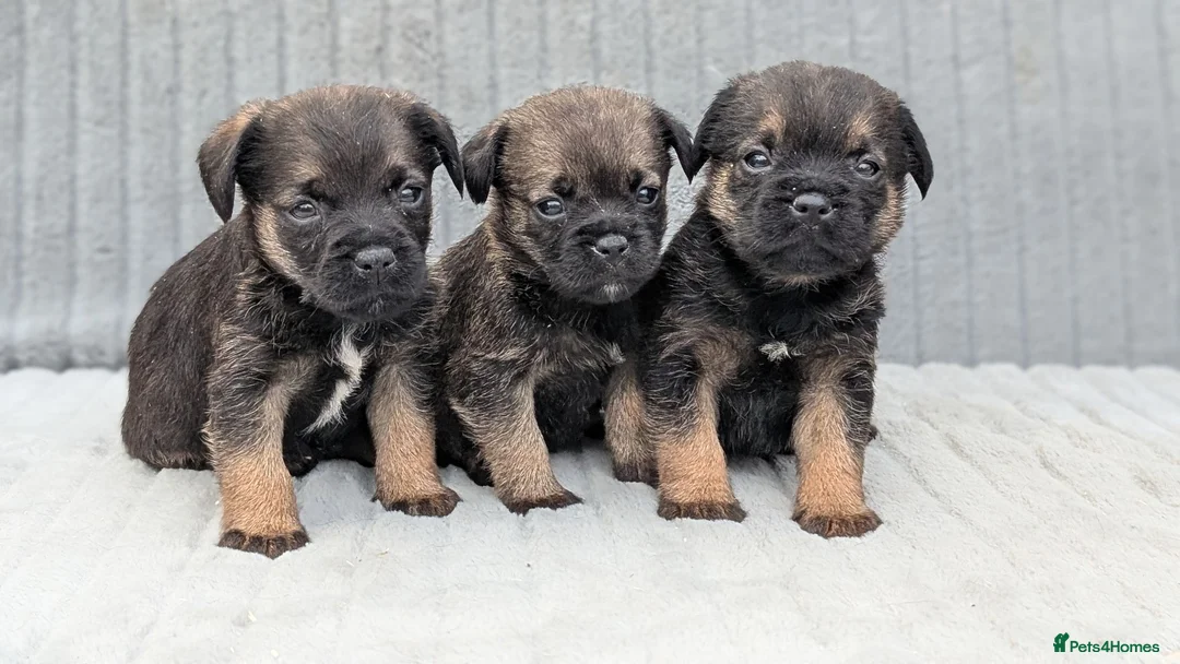 Border Terrier dogs for sale: Beautiful Border Terrier Pups (KC Reg) - Advert 2